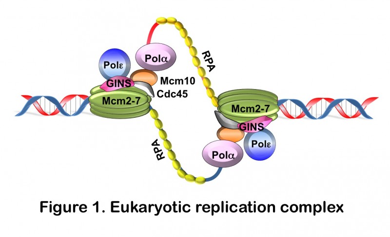 Eukaryotic Replication Complex