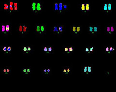spectral karyotyping m fish