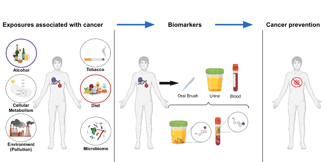 Biomarkers of exposure graphic