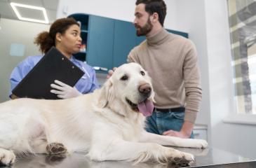 A white golden retriever mix dog lays on a silver metal table at the vet's office while the vet and his owner talk behind him. The vet has her long curly hair pulled back into a low ponytail, is wearing light blue scrubs, and holds a clipboard in her gloved hands. The owner has short brunette hair, a dark beard, and is wearing a tan colored turtleneck and jeans.